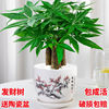 Small pot indoor for living room, plant lamp for office, for luck