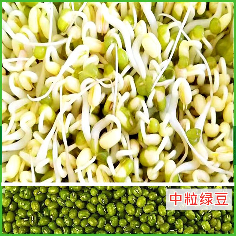 ll发豆芽绿豆生豆芽长绿豆芽小粒中粒水培发芽豆可食|undefined