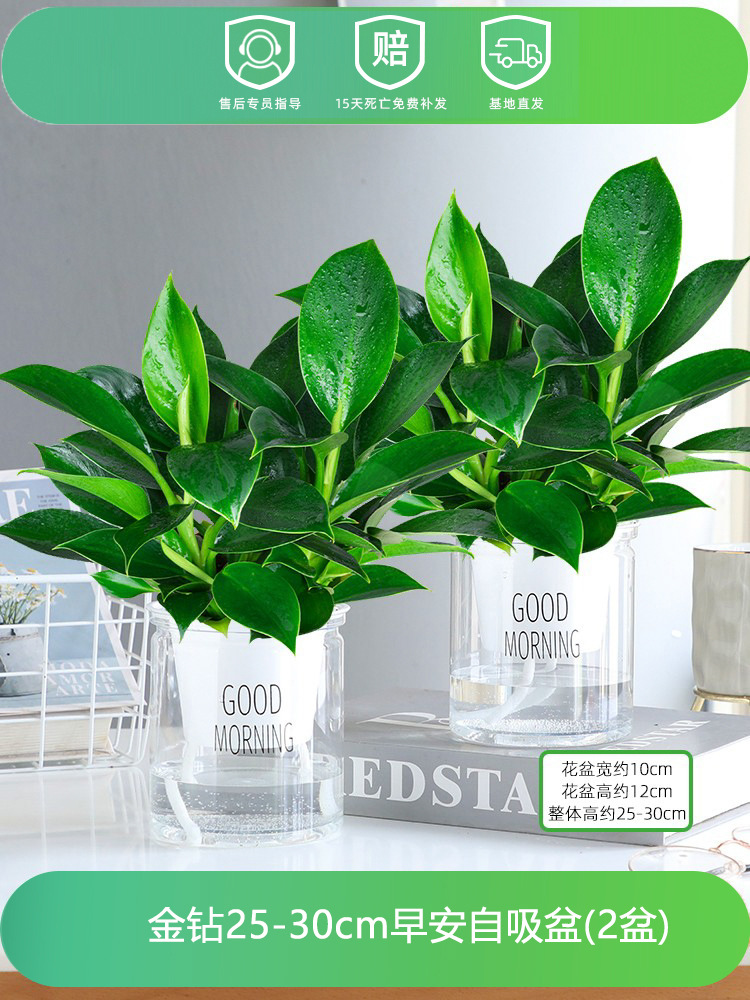 [2개 세면대 특별 제공] 골든 다이아몬드 25-30CM+굿모닝 세면대+영양액