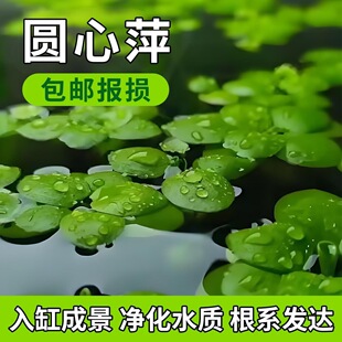�A��Ƽ��Ƽ����ˮ�|ˮ��GֲͥԺ�k�����~�r�����쾰����Ư��ˮ��