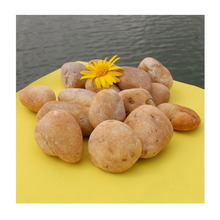 �����̼��R���껨ʯ��85&deg;�߹���Ȼ�SϞʯ ͥԺ��䁷���ʯ �@��