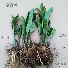 新品绿植 金钱树盆栽四季种植花卉室内阳台客厅摆放盆栽 包邮直销