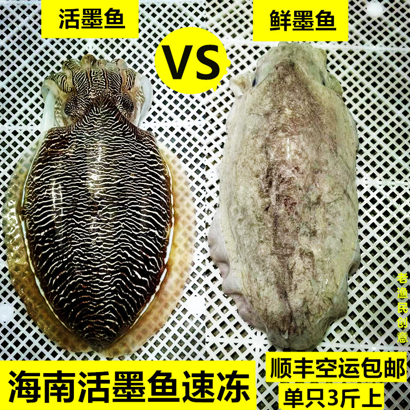 活冻大墨鱼野生海捕墨鱼仔超大号冷冻水产海鲜大乌贼目鱼墨斗鱼