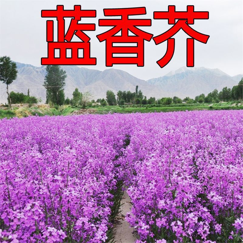 蓝香介种子四季种易活开花不断多年生庭院花海草花种子批发