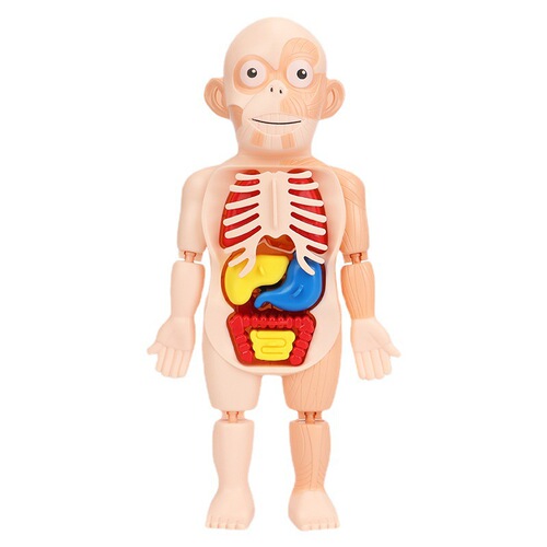 Cross-border children's science and education human organ model DIY assembled toys STEAM experimental teaching aids medical puzzle early education