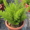 Base direct supply of Foxi Tiansong Multi -Speed Potted Court of Potted Garden Project Greening Green Plant Flowers Four Seasons Evergreen Plants