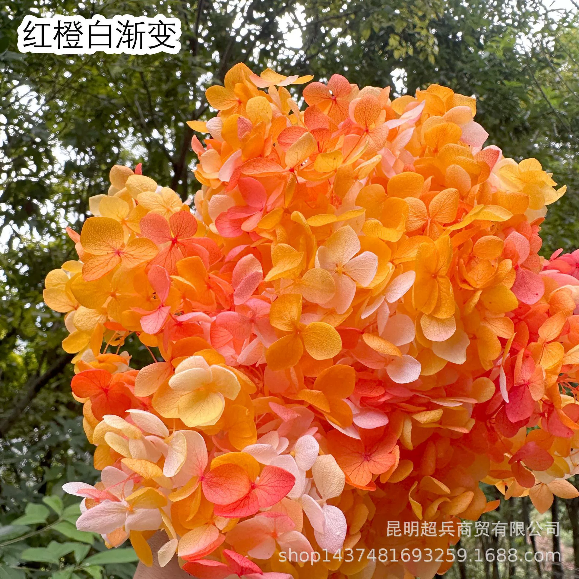 [Вечная Life Flower Hydrangea] Анна Градиентный цвет Лист Hydramid Книга цветов оптом DIY цветочная коробка материал для просмотра