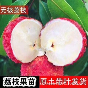������֦��޽�����Ʒ�N���M���^���G��֦�������Ԏ����~����Y��
