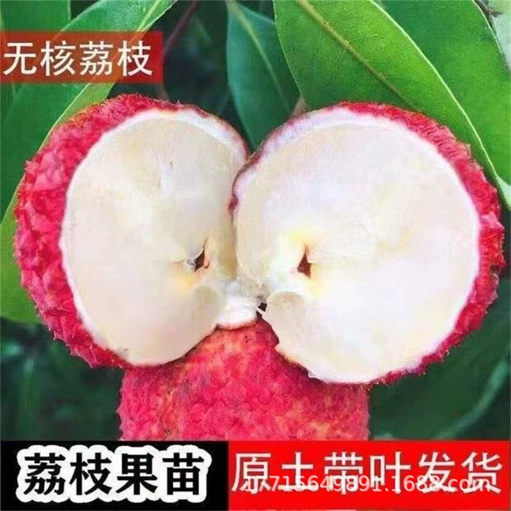 Bingli Рассада личи привитая рассада новый сорт Xianjinfeng Guanyin Зеленая рассада личи в горшке с листьями почвы