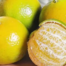 2025正宗皇帝柑新鲜水果当季整箱包邮橘子桔子应季贡柑9 斤装包邮