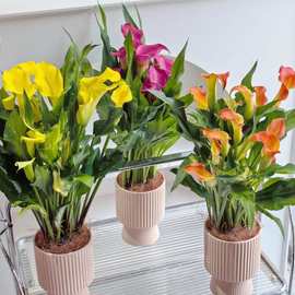 进口马蹄莲种球盆栽四季好养室内阳台庭院花卉带花多年生植物彩色