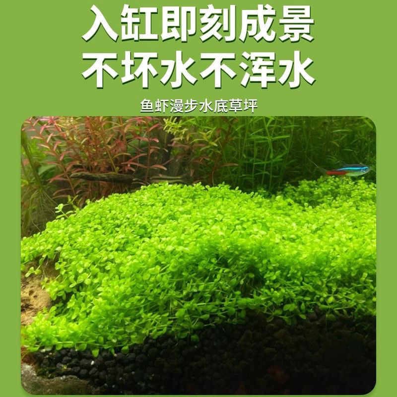 hierba de perla mini acuario paisajístico hierba de agua viva perezosa rápida negativa planta de purificación de agua dulce oxigenada
