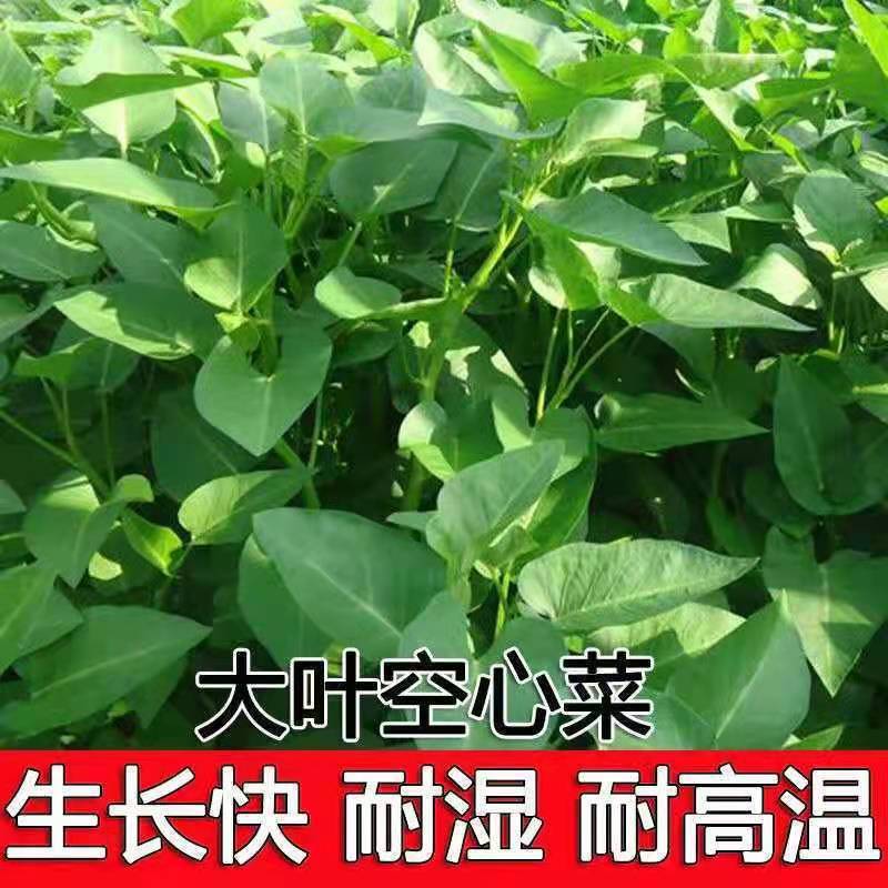 大叶空心菜种子柳叶盆栽阳台庭院种植农家春秋播种水蕹菜蔬菜种孑