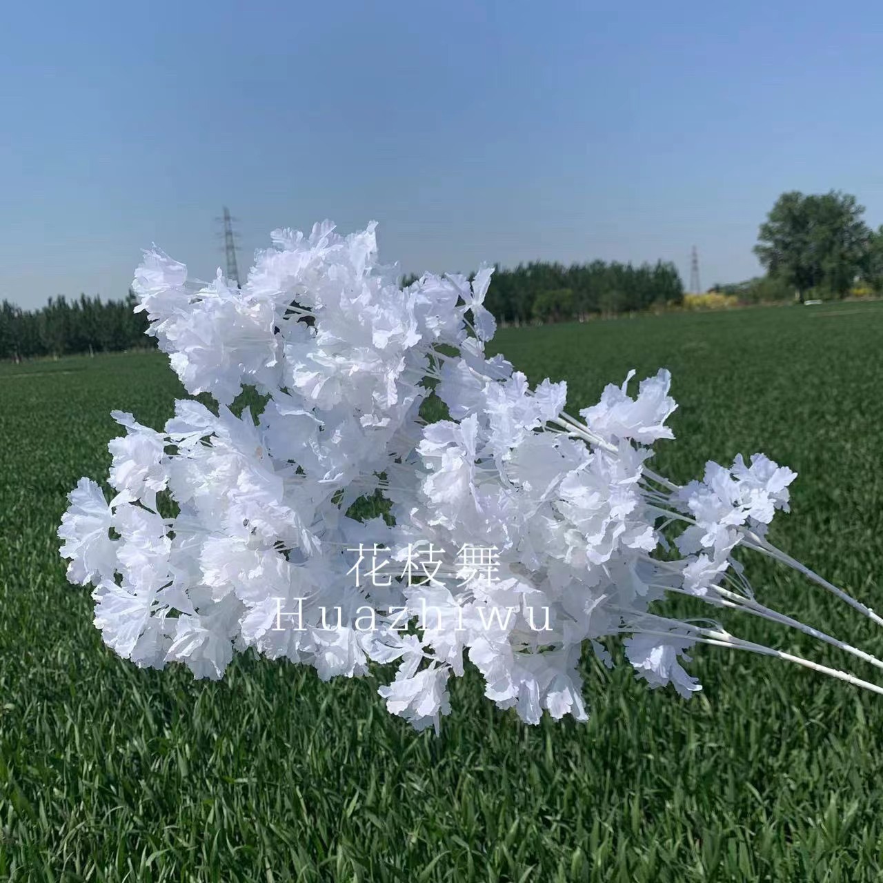 Blanco