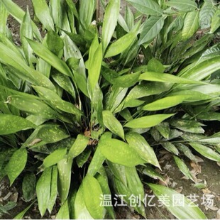 һ�~�m����������~���~֩�뱧���߶�50-150�����҃��L��Gֲ