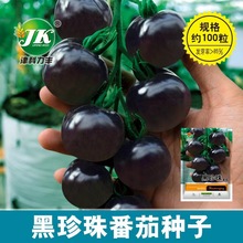 厂家大量批发黑珍珠番茄种子黑色西红柿圣女果种籽蔬菜种子工厂