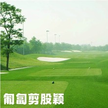 草坪种子剪股颖草籽矮生耐践踏四季青庭院别墅高尔夫球场绿化专用