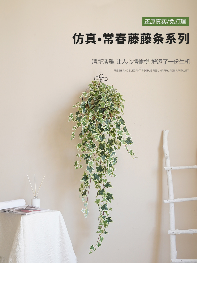 常春藤藤条系列_01.jpg