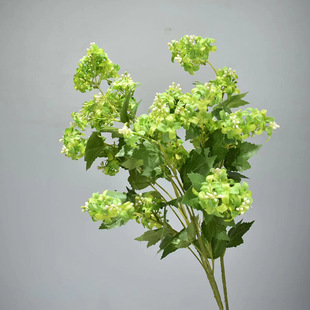 �¿�㻨����ľ�����֦�����𻨻�Y��ܛ�b�ҾӾƵ��bٻ�