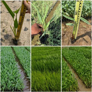 ���~�ݻ��~�J���JȔ���������ˮ��ֲ��������lˮ�����˽��Sβ