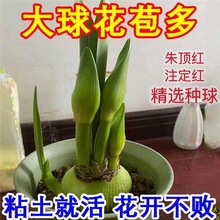 ����ѿ�l؛���F؛���m�M����피tע���t�ذ��������ͥԺ�ļ��_��