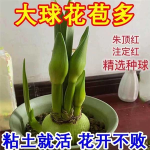 [【带芽发货】现货荷兰进口朱顶红注定红重瓣大球盆栽庭院四季开花]