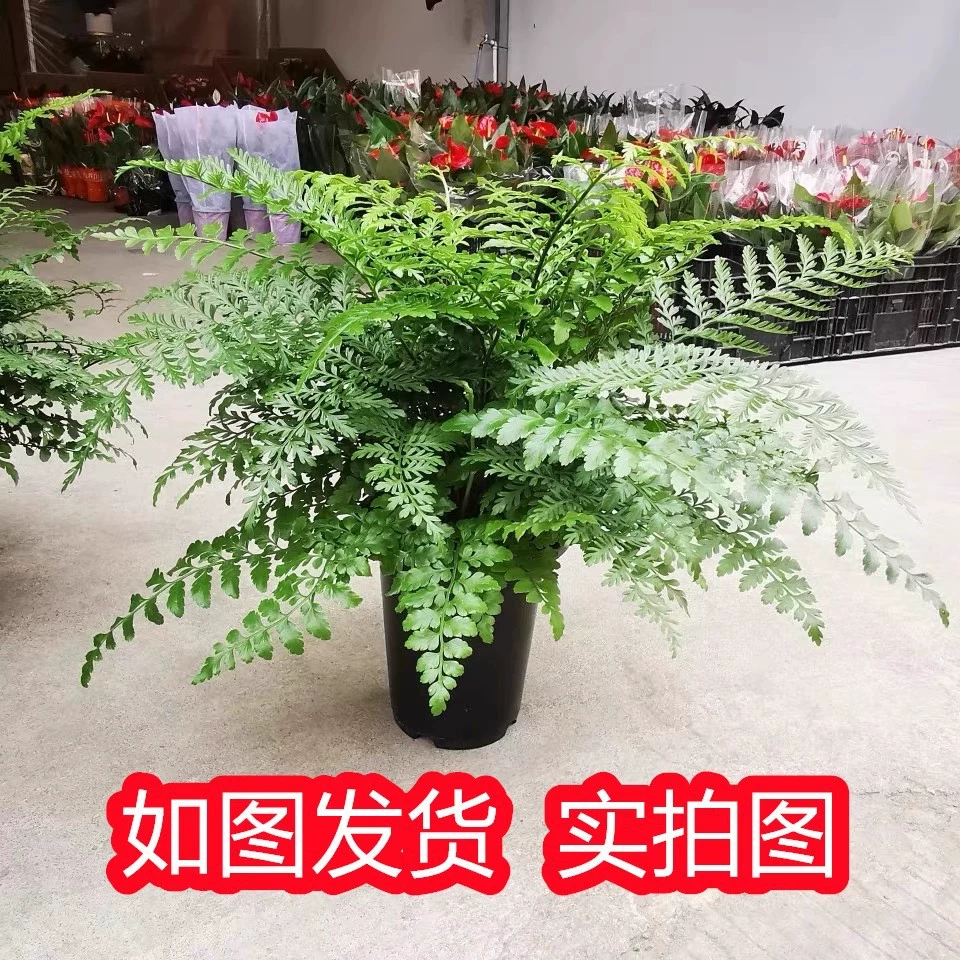 Джим Ферн, крупное комнатное растение в горшке, легко выращиваемый папоротник, папоротник мира, ландшафтное растение, круглогодичное, для офиса, очищает воздух.