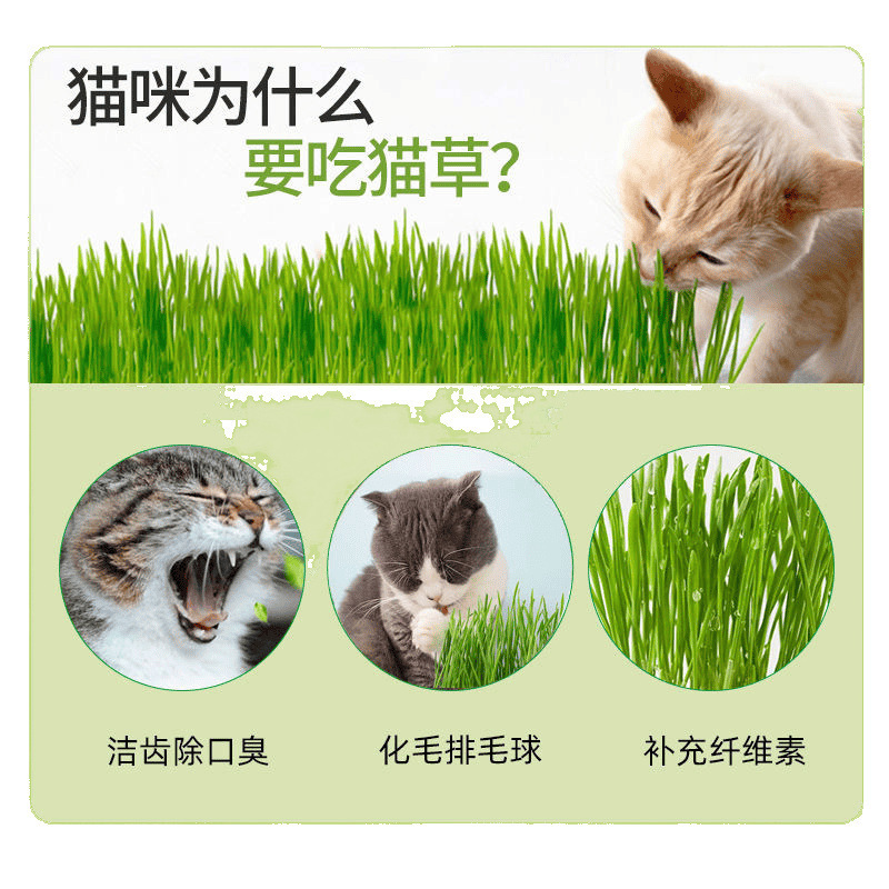 猫草の種子 無土壌水耕栽培セット 猫のおやつ 怠け者鉢植え 猫草 自己植え 毛玉取りボール 猫用品|undefined