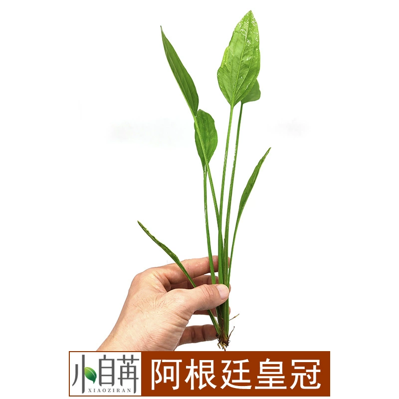 Аргентина Корона растет поверхности воды и земли Танк завод реальная водная трава жизни отрицательный легко жить декоративный вид сзади трава оптом