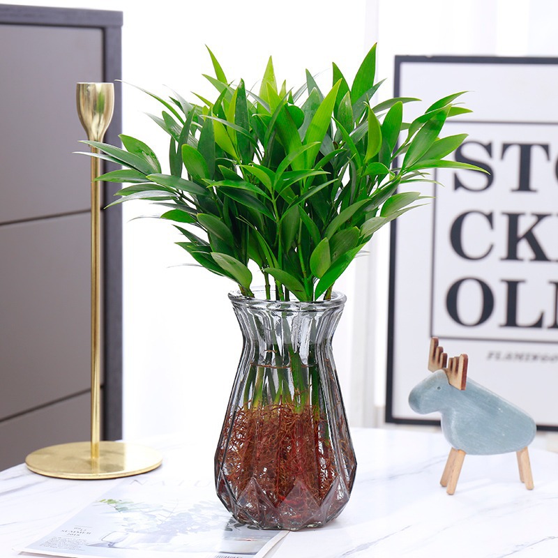 모기퇴치대나무, 편백나무 10개 + [회색 다이아몬드병] + 수정머드 + 영양액