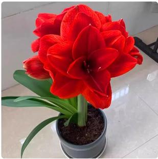 �ذ���m��피t�N������҃����ļ������_��ֲ�����������