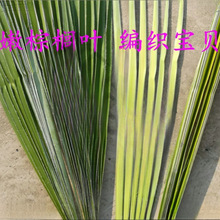 叶婚礼采编太保蚂蚱编织新鲜蝴蝶棕榈棕榈叶材料棕编粽麦背景宝贝