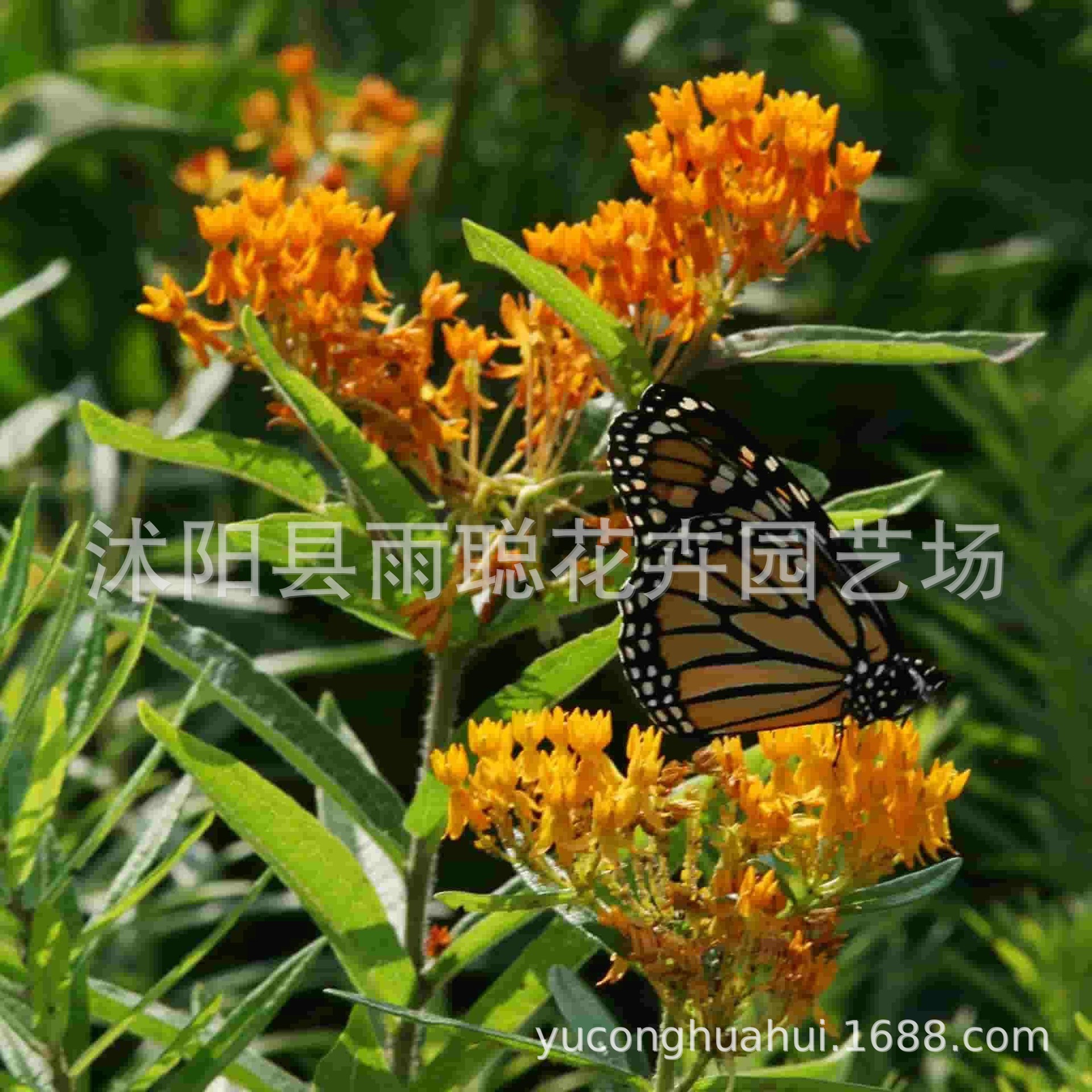 外贸 马利筋 洋吊钟  等各类 番茄 西瓜 蝴蝶兰  彩虹菊等种子