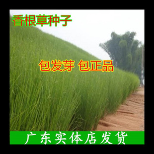 Bergamot Seeds, Soil-Fixing Slope Protection Grass Seeds, Four-Season Green Lawn Seeds, Tall Fescue, Bermudagrass Seeds