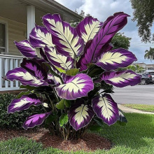 Z 49108 Wisteria climbing plant seeds ��������ֲ������