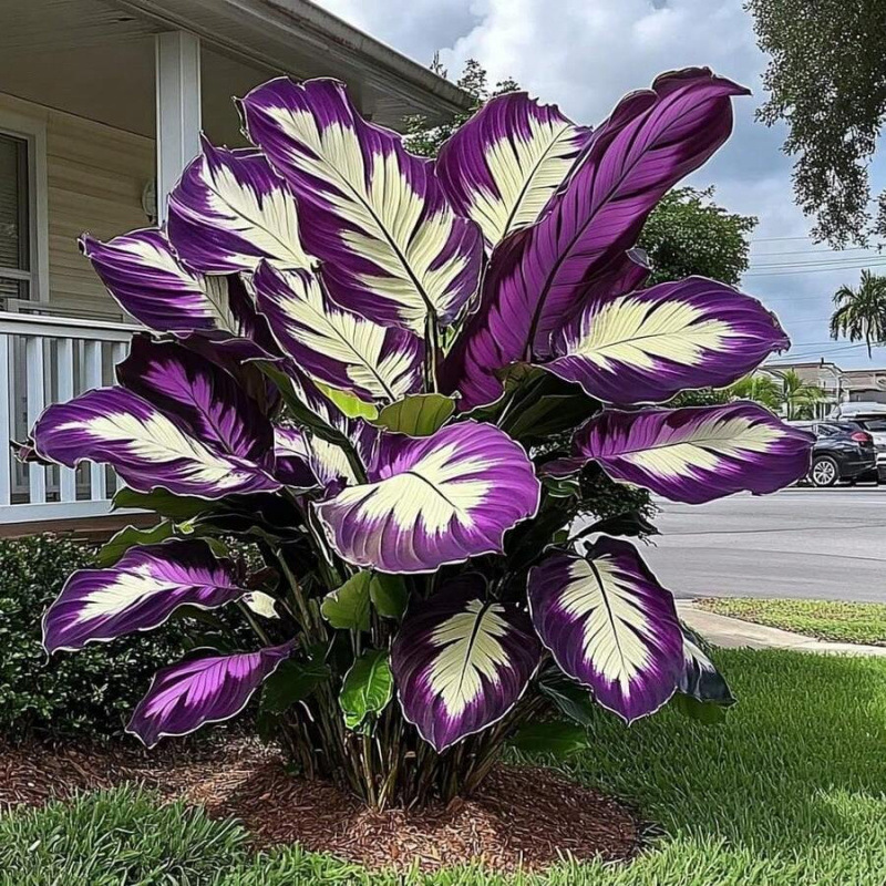 Z 49108 Wisteria Climbing Plant Seeds 紫藤爬藤植物种子