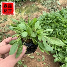 ޸βݻ ɹ@ͥԺGβ ɽ|lݻ