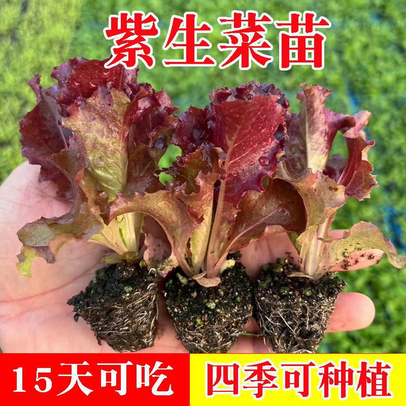 紫叶孔雀生菜紫罗莎紫罗马生菜苗苗秧带土球红皱结球奶油直立大速