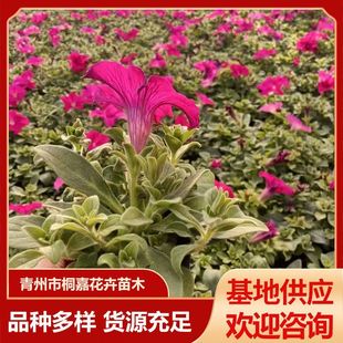Base Wholesale Seasonal Grass Flower Rose Red Big Red Blue Road Landscape Morning Glory Potted Plant