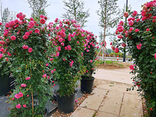 һ�����l���������¼��༾��������ٱ��¼������Nޱ��ͥԺ�ͺ�