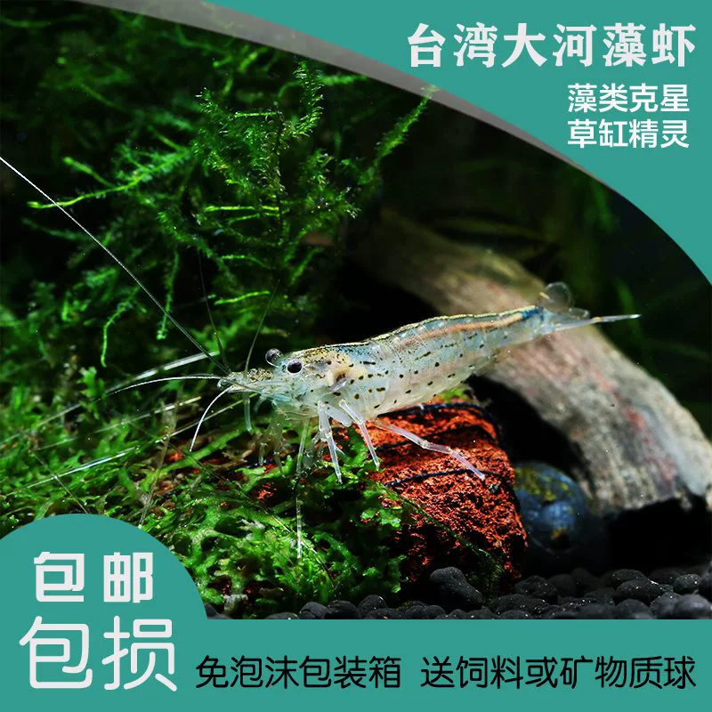 台湾大河藻虾水草除藻虾能力强活体观赏虾宠物淡水工具虾皮实包邮