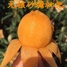 无核枇杷树苗特大砂糖大五星果树苗嫁接枇杷苗当年结果南北方种植