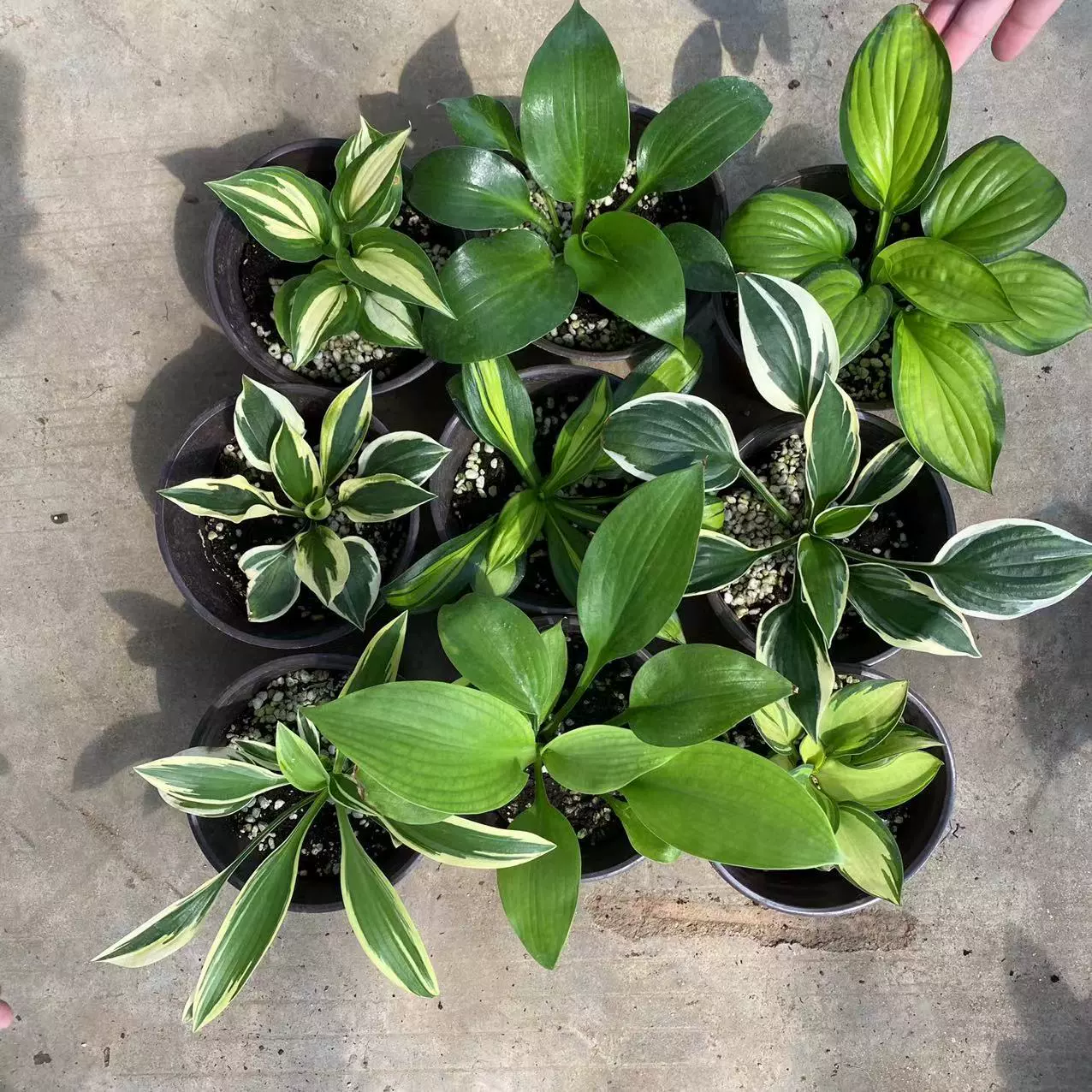 Многолетние морозостойкие и теневыносимые растения Нефритовая шпилька для рассады цветов Пара пластин с листьями Вилла Сад Пейзаж Ветер корень Трава