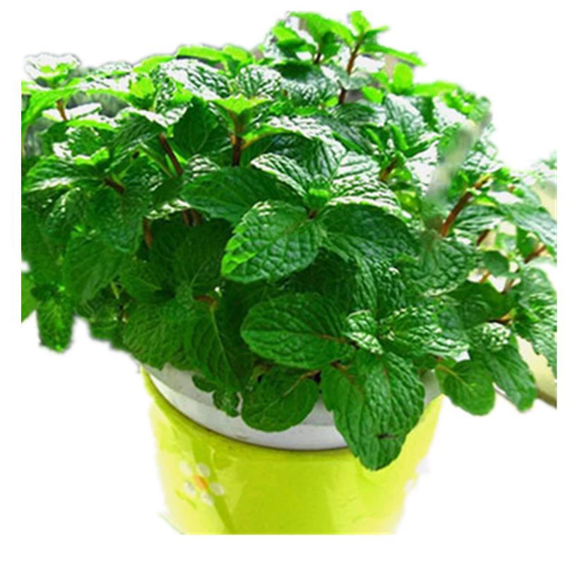 Массовая Американская Мята Семена Декоративные Цветы Корот Красный Сад Красная Мята Лимон Мята Семена