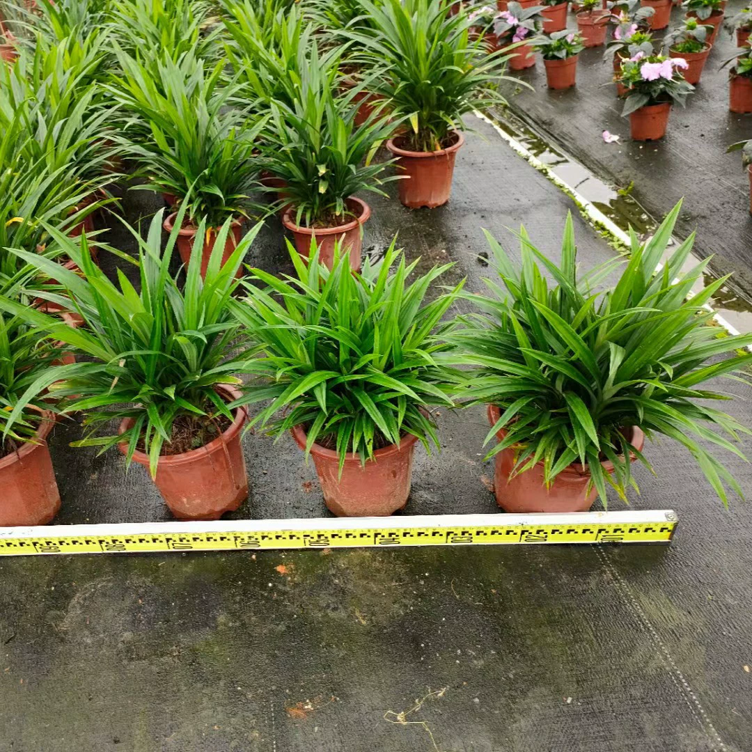 2207 база оптовая поставка благовоний