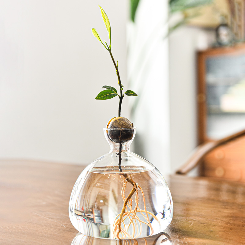 Jarrón hidropónico de aguacate japonés, plantación de semillas de hueso de aguacate, recipiente de cultivo, jarrón especial, jardinería