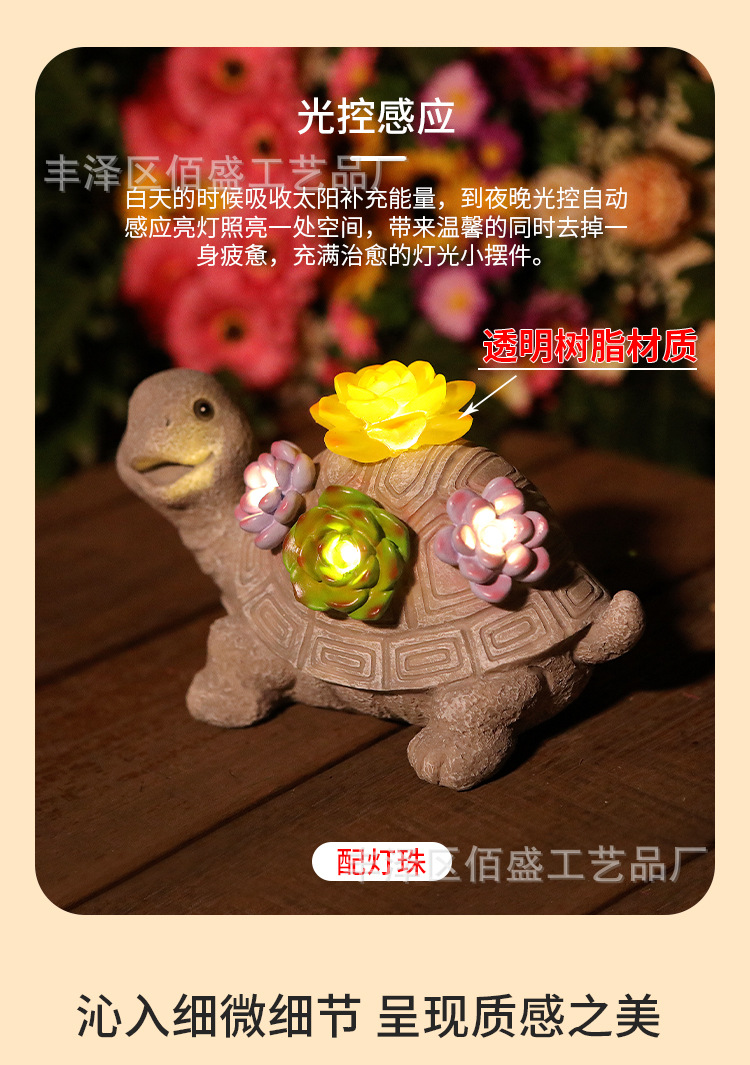 多肉乌龟_04.jpg