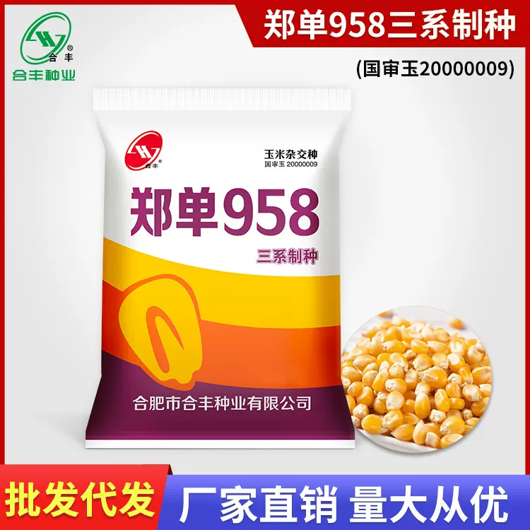 郑单958农户杂交大田玉米种籽大全特耐旱饲料玉米种子春秋菜种孑