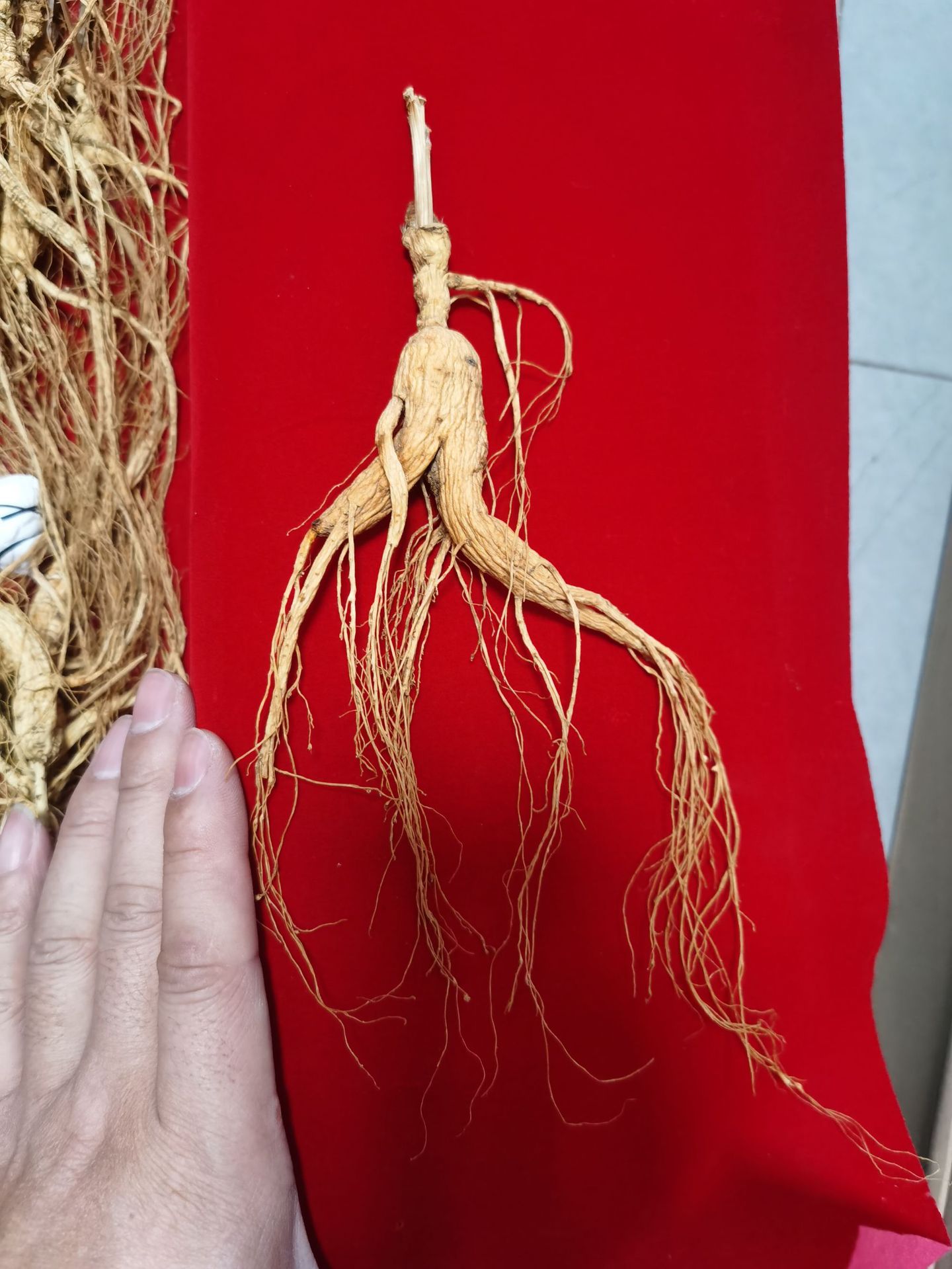 Changbai Mountain Wild-Forest Ginseng Root Slightly Imperfect Dried for Soup and Wine in use