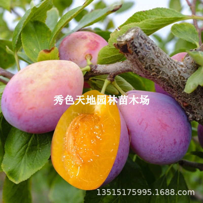 嫁接蓝蜜西梅树苗耐寒新疆法兰西女神李子苗盆地栽南北方当年结果